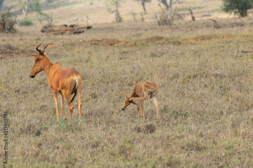 african antelope