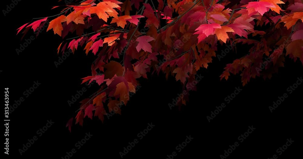 Foreground foliage plate. Red Maple, autumn, right side, light gusty breeze. Seamless loop. Two lighting versions and in-file luma matte for perfect, no-fringe alpha key over any background. Foreground foliage plate. Red Maple, autumn, right side, light gusty breeze. Seamless loop. Two lighting versions and in-file luma matte for perfect, no-fringe alpha key over any background.