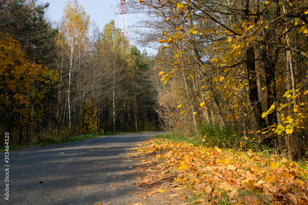 Obraz premium Road in the autumn forest in October on a clear sunny day. Natural scenery. Light and shadow