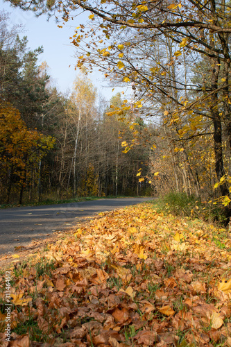 Road in the autumn forest in October on a clear sunny day. Natural scenery. Light and shadow