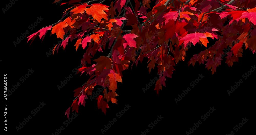 Foreground foliage plate. Red Maple, autumn, right side, trace breeze. Seamless loop. Two lighting versions and in-file luma matte for perfect, no-fringe alpha key over any background. Foreground foliage plate. Red Maple, autumn, right side, trace breeze. Seamless loop. Two lighting versions and in-file luma matte for perfect, no-fringe alpha key over any background.