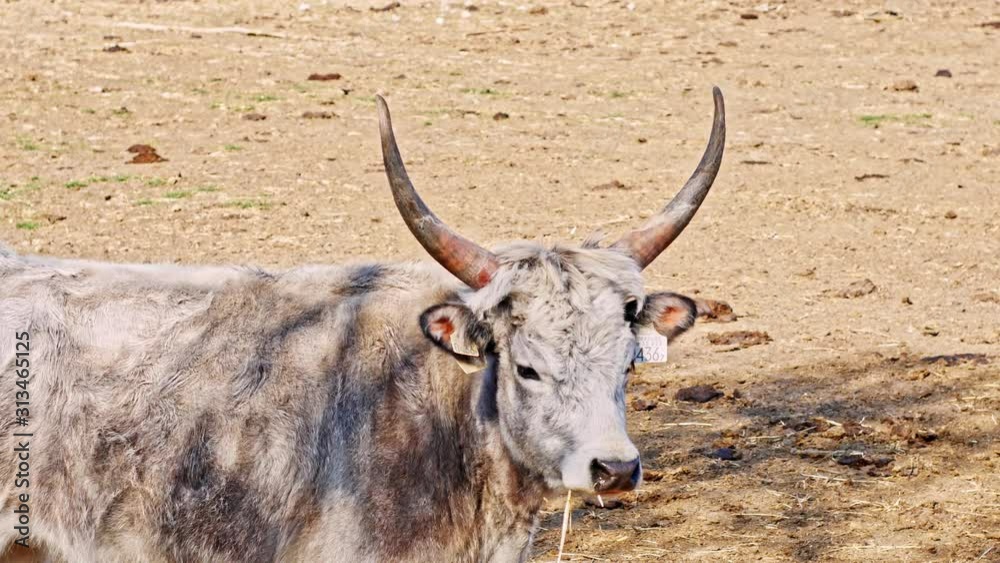 View on a hungarian cattle cow on a sunny day. View on a hungarian cattle cow on a sunny day.