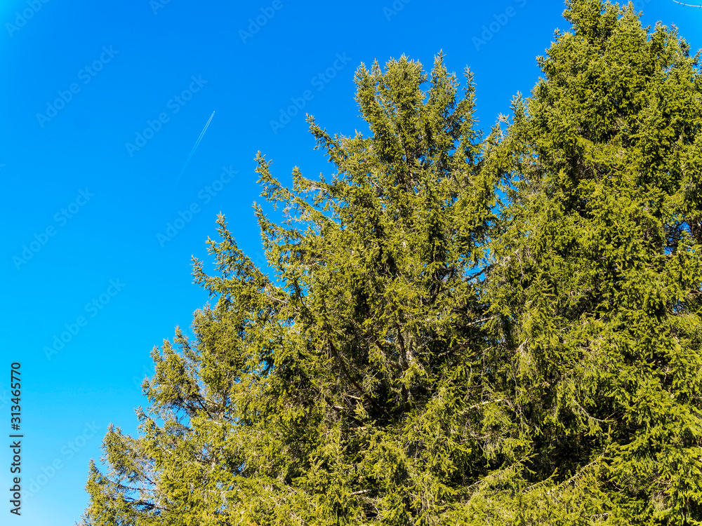 (Abies alba) Rameaux de sapin blanc typique de Forêt-Noire aux aiguilles non piquantes en peigne de couleur vert foncé (Abies alba) Rameaux de sapin blanc typique de Forêt-Noire aux aiguilles non piquantes en peigne de couleur vert foncé