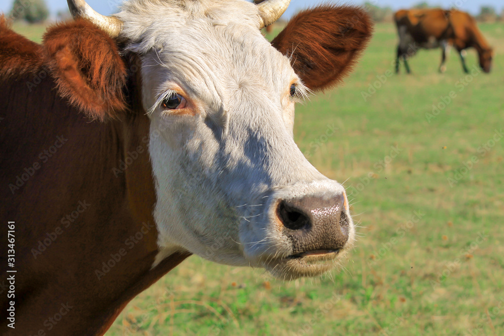 A brown cow, cattle, a bull grazes on a farm among the green grass in the summer. Big red calf, heifer in the spring pasture. A brown cow, cattle, a bull grazes on a farm among the green grass in the summer. Big red calf, heifer in the spring pasture.