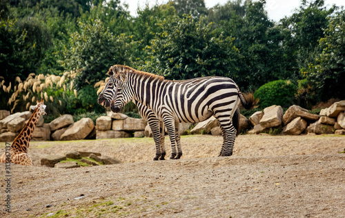 Two zebras  Equus Quagga  standing in their habitat in Dublin zoo and one giraffe  Giraffa Camelopardalis spp  in background  Ireland