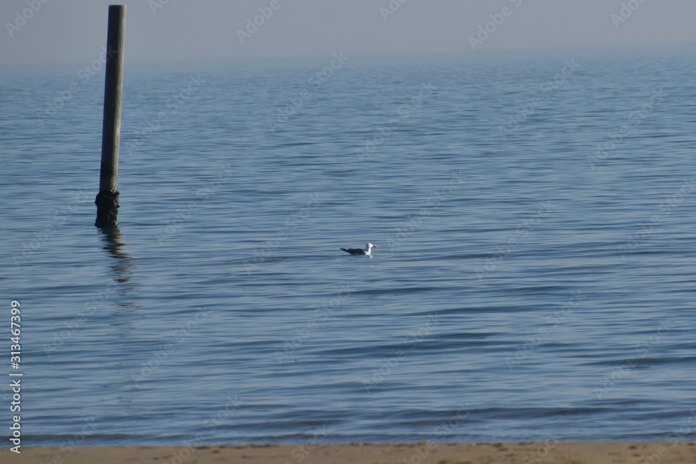 Obraz premium Il piccione