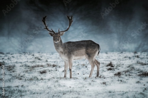 Deer in the snow © Paul