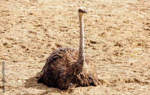 Canvas Print One large ostrich, Struthio Camelus, sitting in a dirt in their habitat in Dublin zoo, Ireland