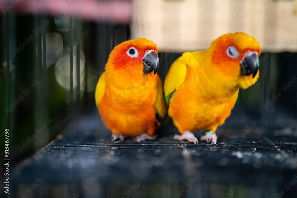 Fototapeta premium Colorful Sun Conure bird standing in cage.