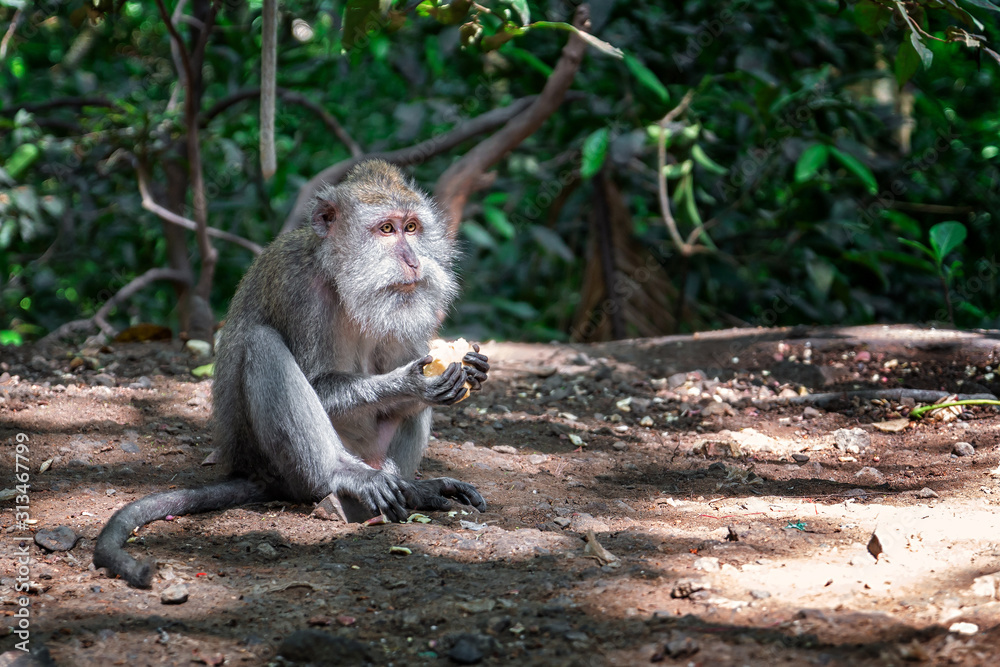 Obraz premium Macaque in forest