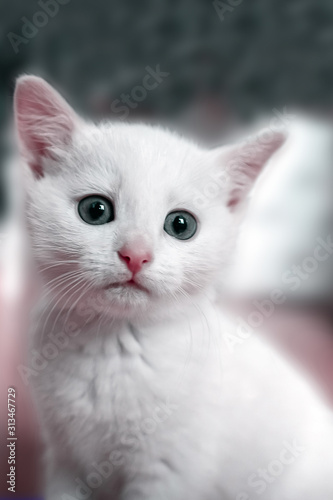 Portrait of a white kitten