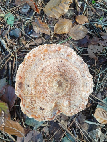 Mushroom during the autumn season on the Veluwe forest in Gelderland named Leccinum scabrum or birch bolete
