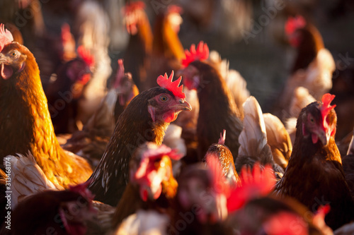 Poule pondeuse, élevage en plein air. © Thierry RYO