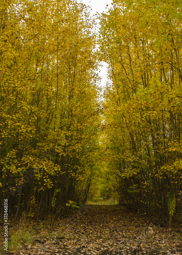 Forest path with yellow leaves on an autumn day