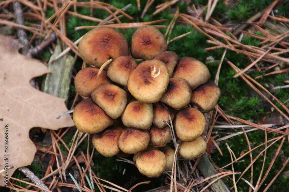 Mushroom during the autumn season on the Veluwe forest in Gelderland named Supfur tuft Mushroom during the autumn season on the Veluwe forest in Gelderland named Supfur tuft