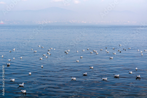 Large group of white seagulls sit on the bright blue water in the foreground, the coast in the fog in the background. Natural wallpaper, copy space