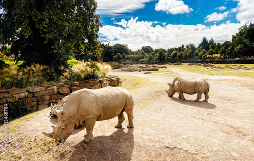 Three large Southern White Rhinoceros, Ceratotherium Simum, in their habitat in Dublin zoo, Ireland photo