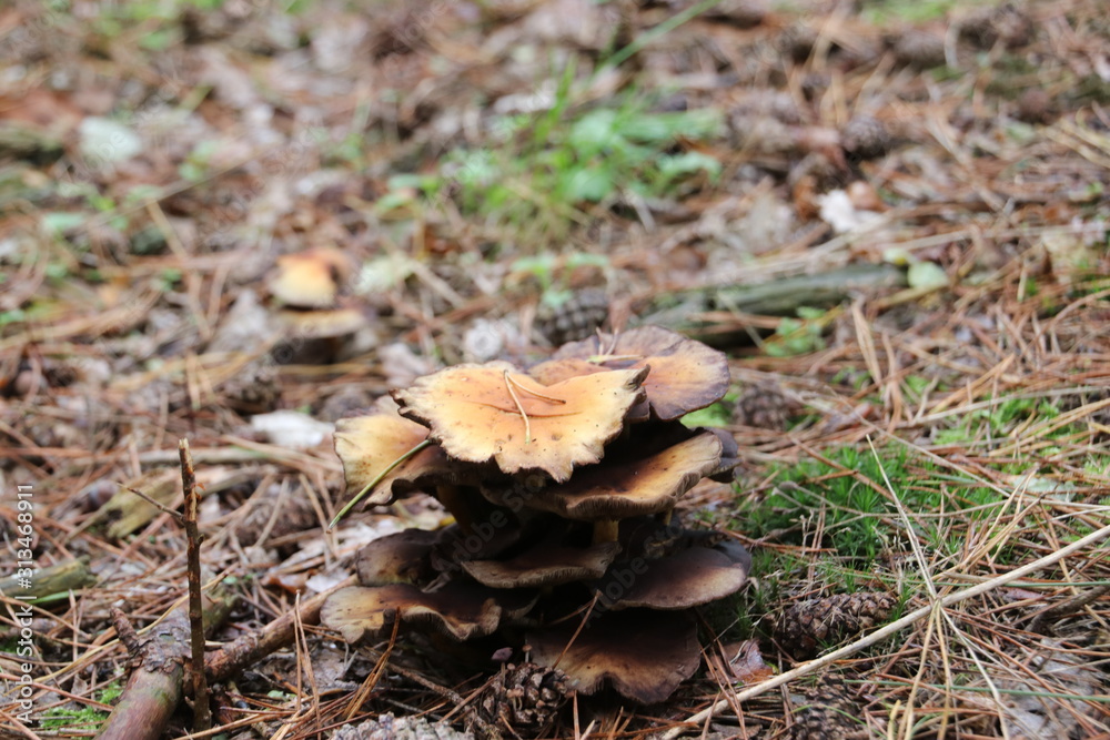 Mushroom during the autumn season on the Veluwe forest in Gelderland named brittlegills or Russula ochroleuca Mushroom during the autumn season on the Veluwe forest in Gelderland named brittlegills or Russula ochroleuca