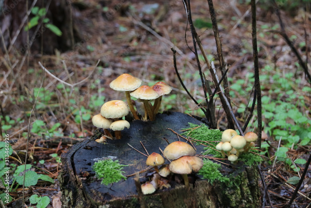 Fototapeta premium Mushroom during the autumn season on the Veluwe forest in Gelderland named Hypholoma fasciculare, commonly known as the sulphur tuft, sulfur tuft or clustered woodlover