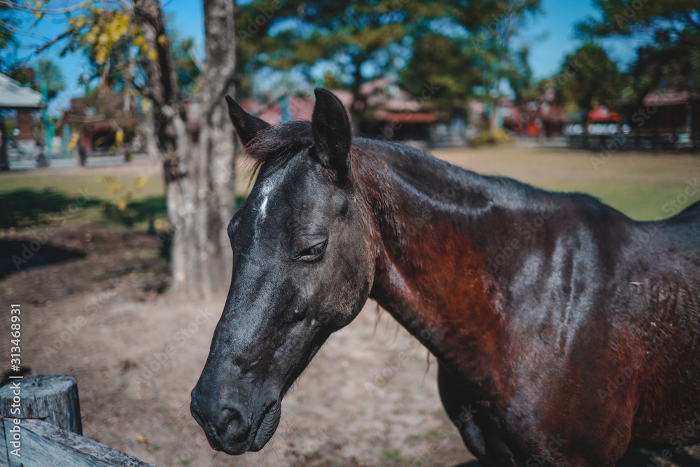 portrait of a black horse in farm portrait of a black horse in farm