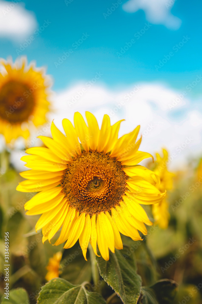 Sunflower blooming with natural background