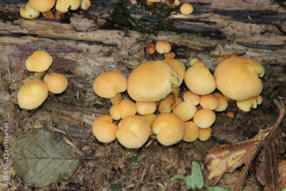 Mushroom during the autumn season on the Veluwe forest in Gelderland named Hypholoma fasciculare, commonly known as the sulphur tuft, sulfur tuft or clustered woodlover Mushroom during the autumn season on the Veluwe forest in Gelderland named Hypholoma fasciculare, commonly known as the sulphur tuft, sulfur tuft or clustered woodlover