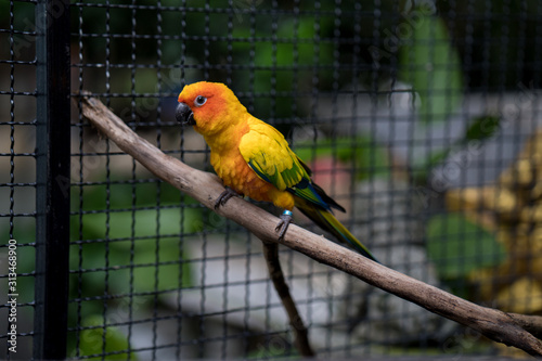 Colorful parakeet in bird cage.