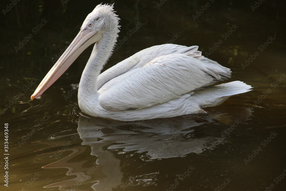 pelican in the water at the Rotterdam Blijdorp Zoo in the Netherlands pelican in the water at the Rotterdam Blijdorp Zoo in the Netherlands