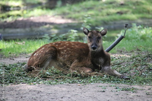 Deer lying in the Rotterdam Blijdorp Zoo in the Netherlands photo