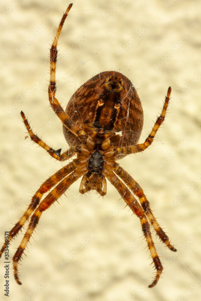 Fototapeta premium Spinne Unterseite