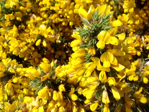 Yellow flowers