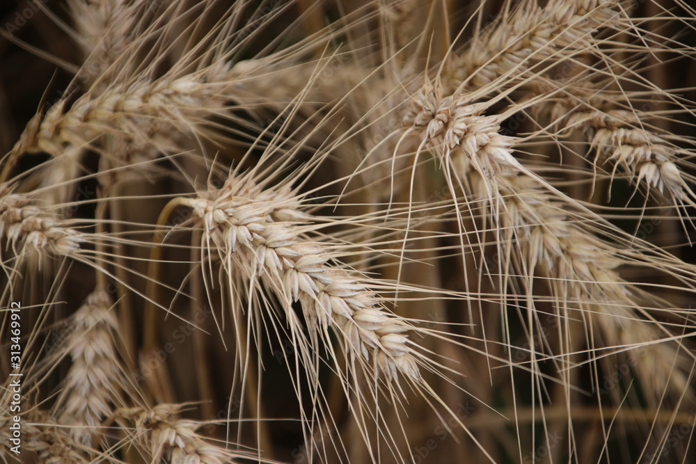 Grain plants in close-up at a farmland in Zevenhuizen, the Netherlands Grain plants in close-up at a farmland in Zevenhuizen, the Netherlands