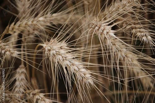 Grain plants in close-up at a farmland in Zevenhuizen, the Netherlands