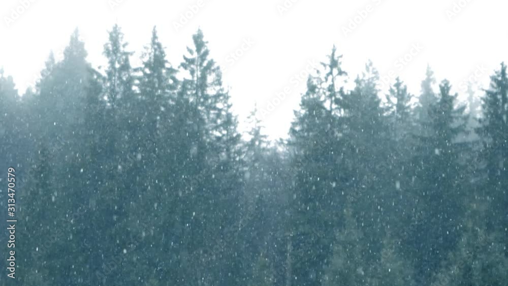 Snow falling down with blured fir forest background. Snowing in bavaria, close to Garmisch-Partenkirchen in the german alps. Winter sport region. Snow falling down with blured fir forest background. Snowing in bavaria, close to Garmisch-Partenkirchen in the german alps. Winter sport region.