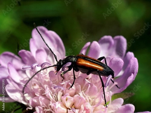 Insect