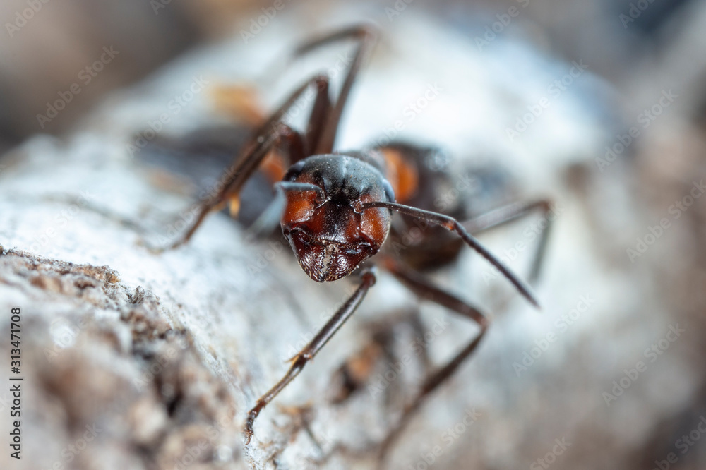 big forest ants in a native habitat big forest ants in a native habitat