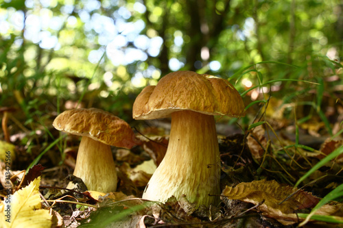 In the deciduous wood among the fallen-down brown foliage and a green grass two beautiful cepes grew.