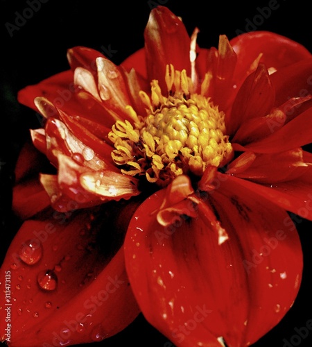 red flower