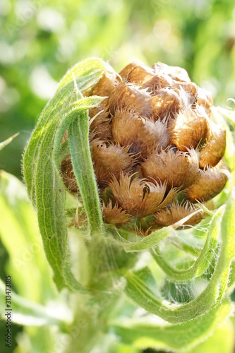 closeup of a plant