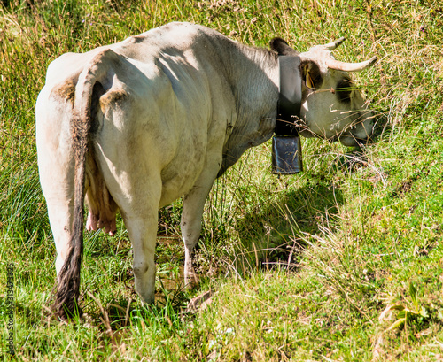 Vache blanche de Gascogne à Ascou, France photo