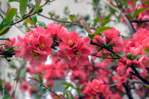 Canvastavla Ornamental flowering shrub Chaenomeles japonica cultivar superba with beautiful