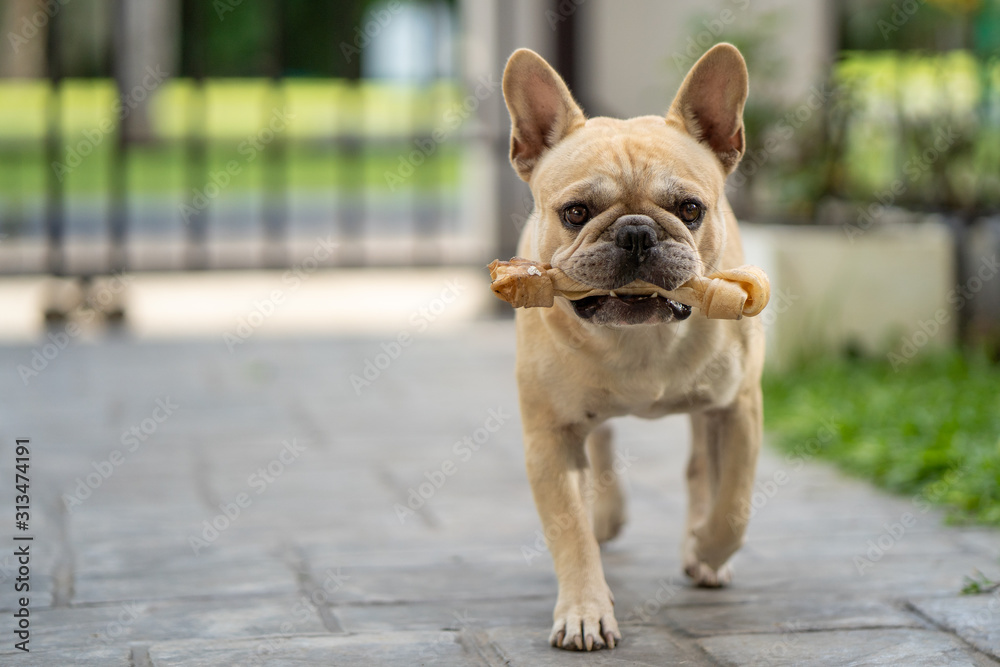 French bulldog play with rawhide bone outdoor. French bulldog play with rawhide bone outdoor.