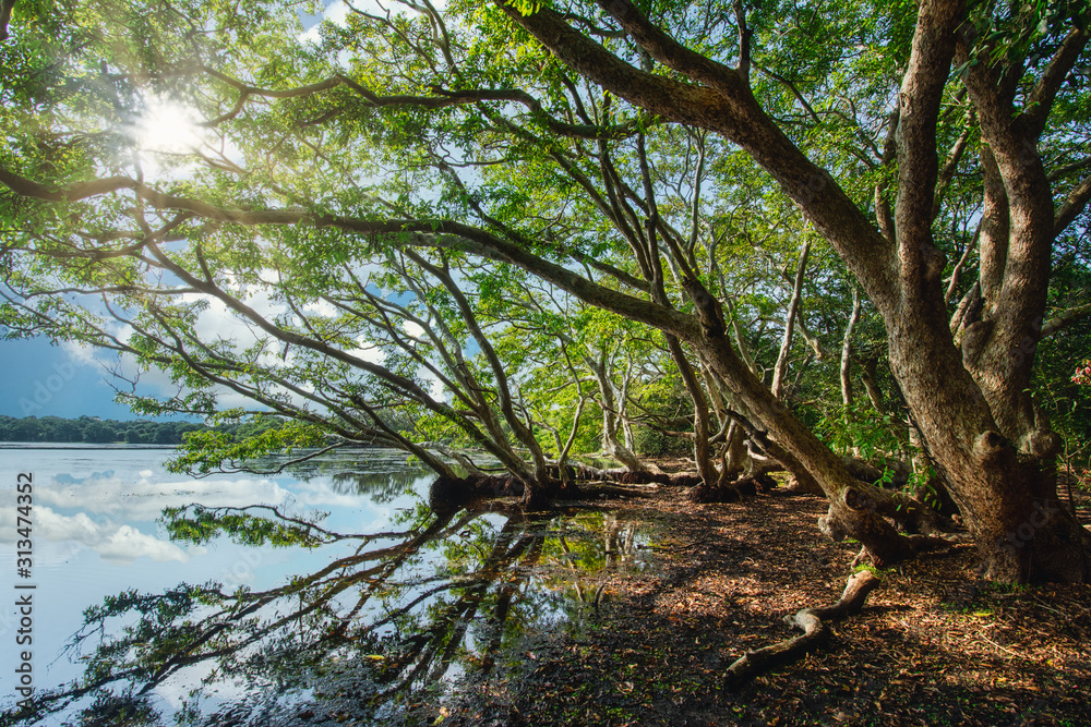 tree in forest reflection sri lanka destination jungle tour tree in forest reflection sri lanka destination jungle tour