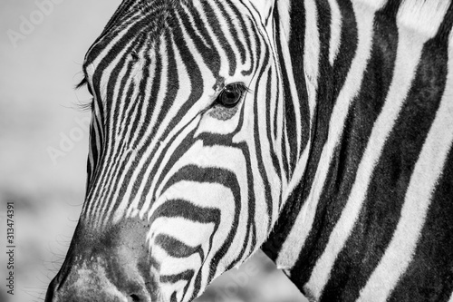 Zebra looking for near portrait Africa Namibia Travel