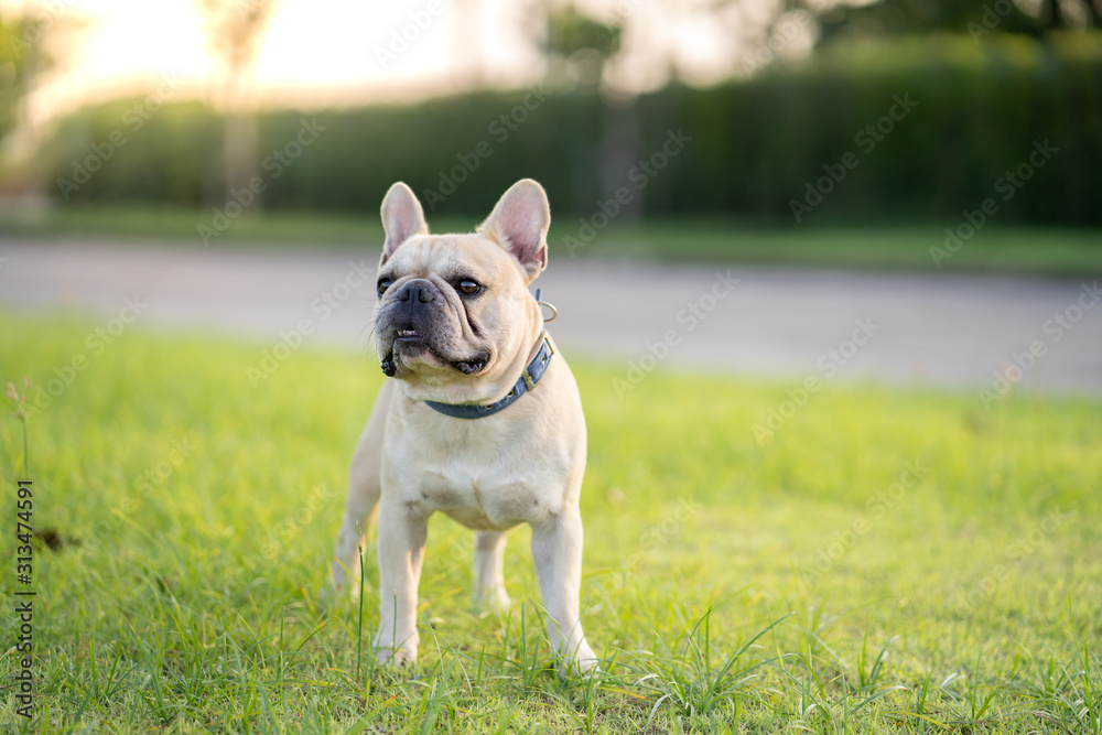 French bulldog standing on grass in park.