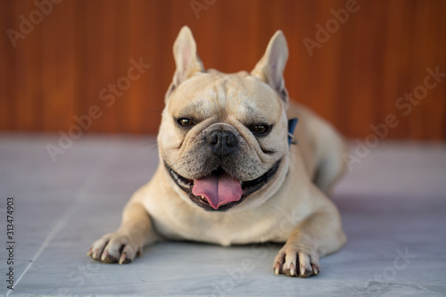 Fototapeta Naklejka Na Ścianę i Meble -  Cute french bulldog lying on tile floor indoor.