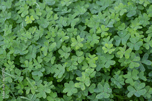 Clover, trefoil grass background texture. Fresh shamrock with dewdrops top view