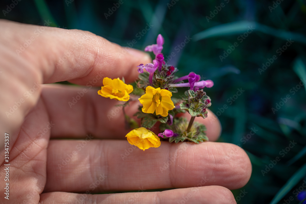 Flores en la mano