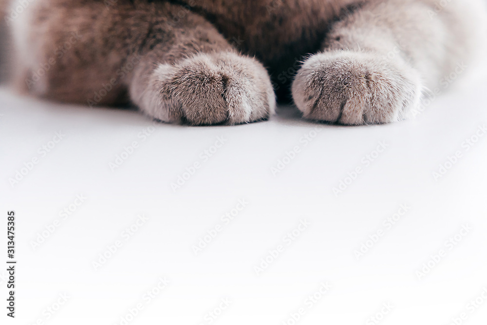 Gray fluffy cat paws on white background. - obrazy, fototapety, plakaty 