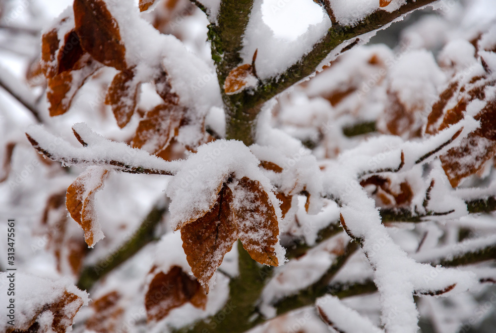 schneebedeckte Buche mit Laub schneebedeckte Buche mit Laub
